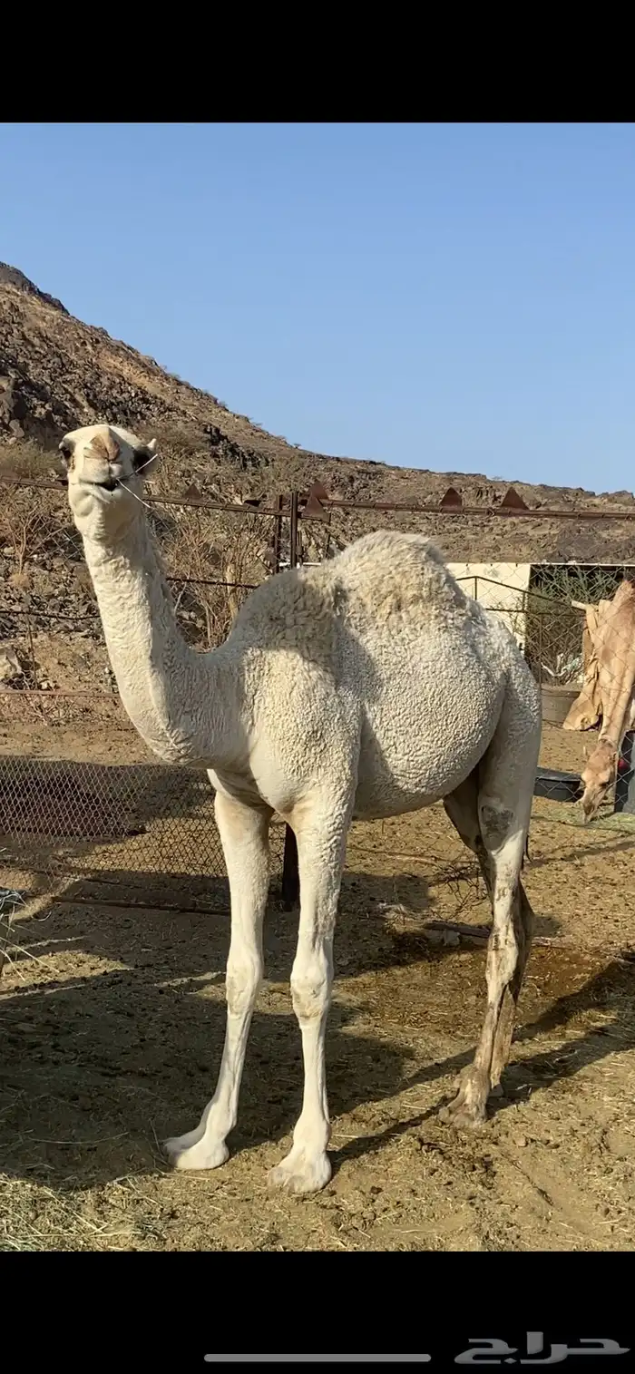 قعدان وبكار فل شحم 0