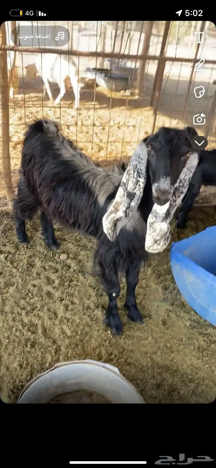 عنز عارضيه سنها ثنيه تحتها تيس 1