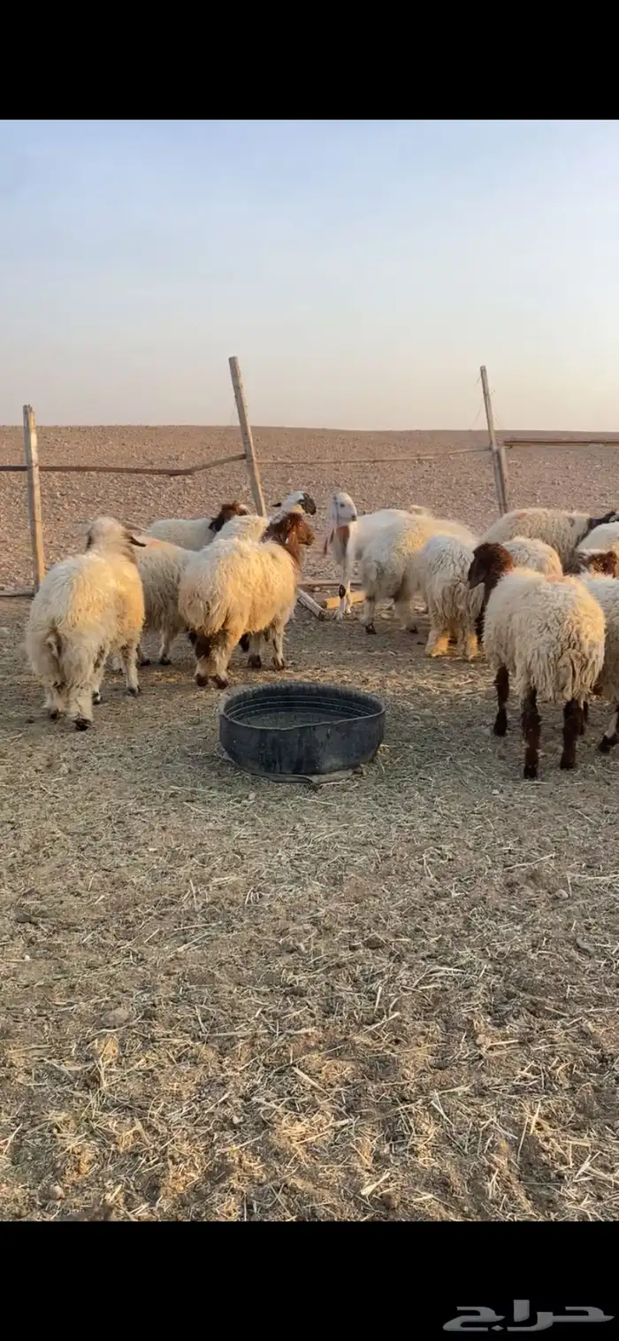 للبيع طليان نعيم 6