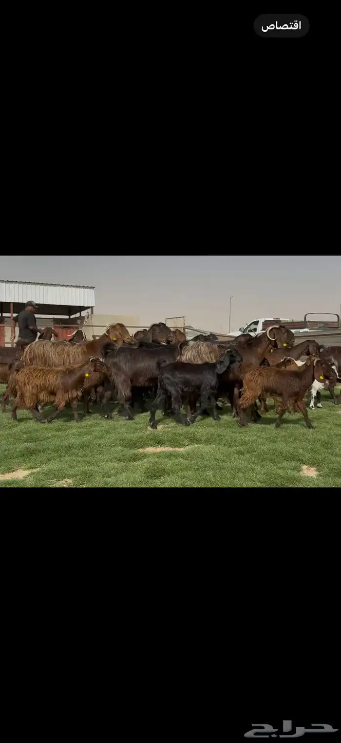 مراح قبرصيات بيور متاويم 20 يتبعها 40 بناتها كبار 3