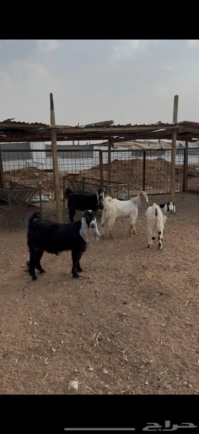 ذبايح حري بري و تيوس نظيف فيه تمارا 4