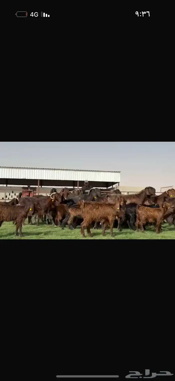 مراح قبرصيات بيور متاويم 20 يتبعها 40 بناتها كبار 11