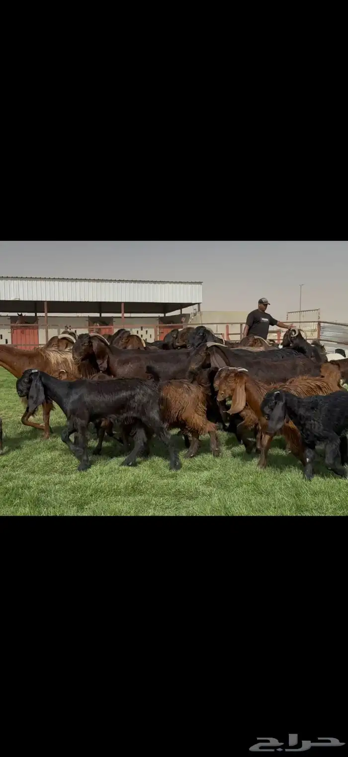 مراح قبرصيات بيور متاويم 20 يتبعها 40 بناتها كبار 9