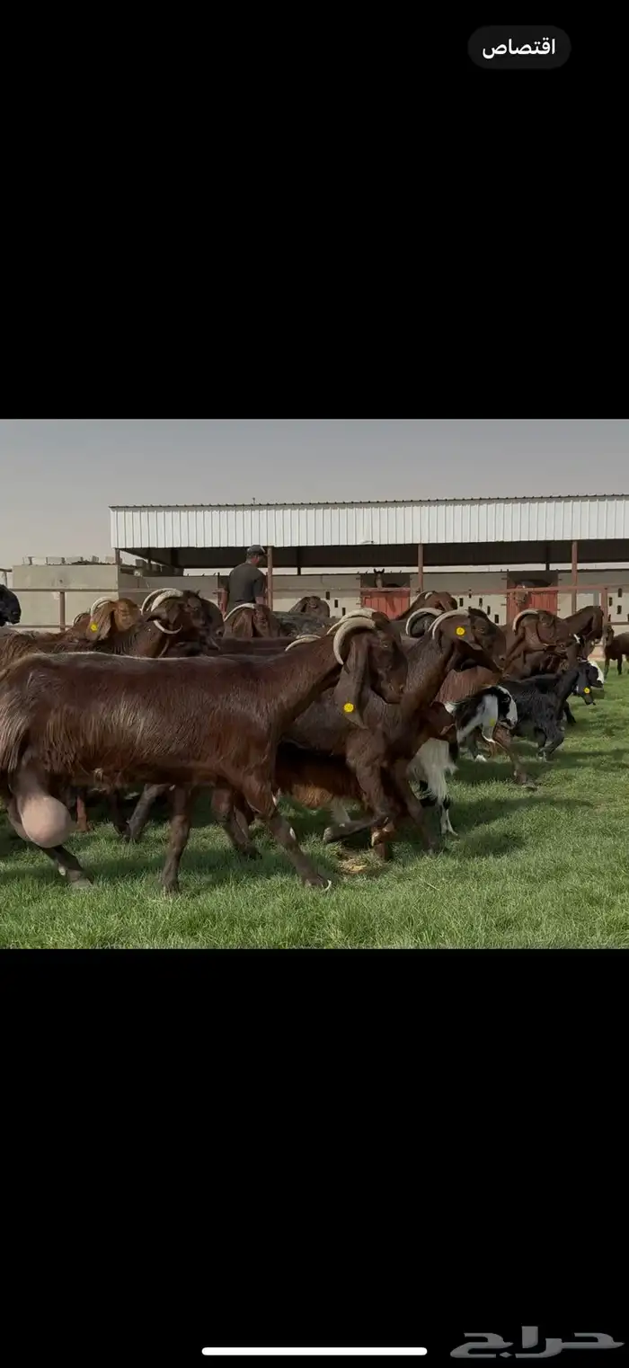 مراح قبرصيات بيور متاويم 20 يتبعها 40 بناتها كبار 1