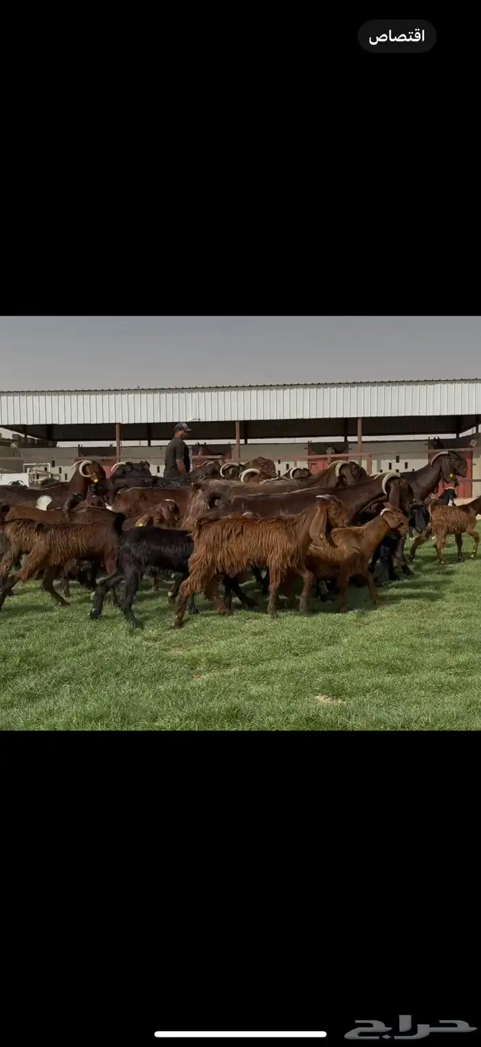 مراح قبرصيات بيور متاويم 20 يتبعها 40 بناتها كبار 4