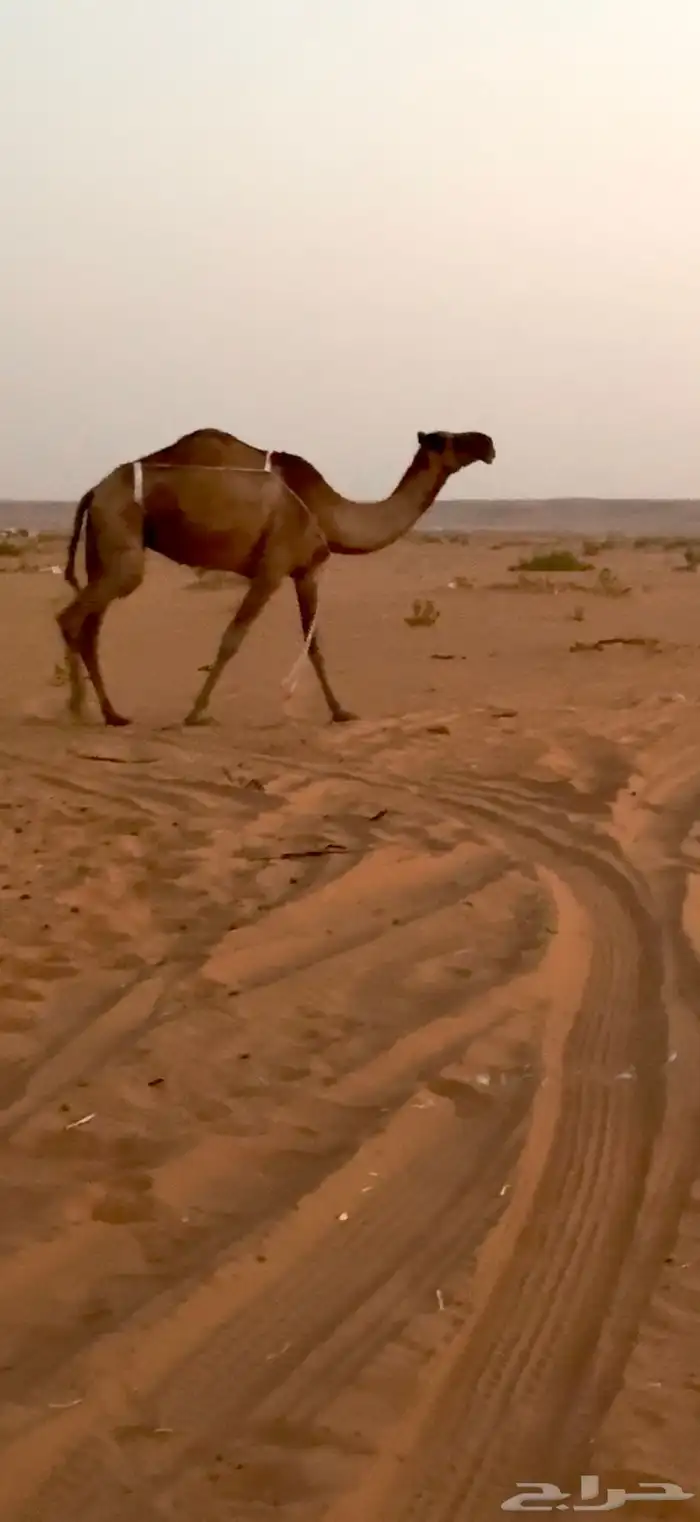 للبيع ضريبه صفرا 0