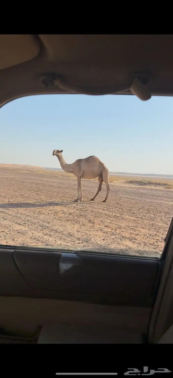 شعلا خفوت 0