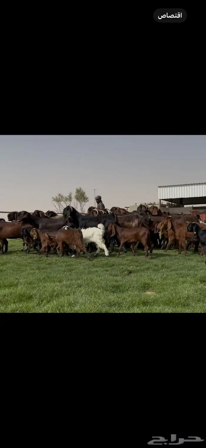 مراح قبرصيات بيور متاويم 20 يتبعها 40 بناتها كبار 6