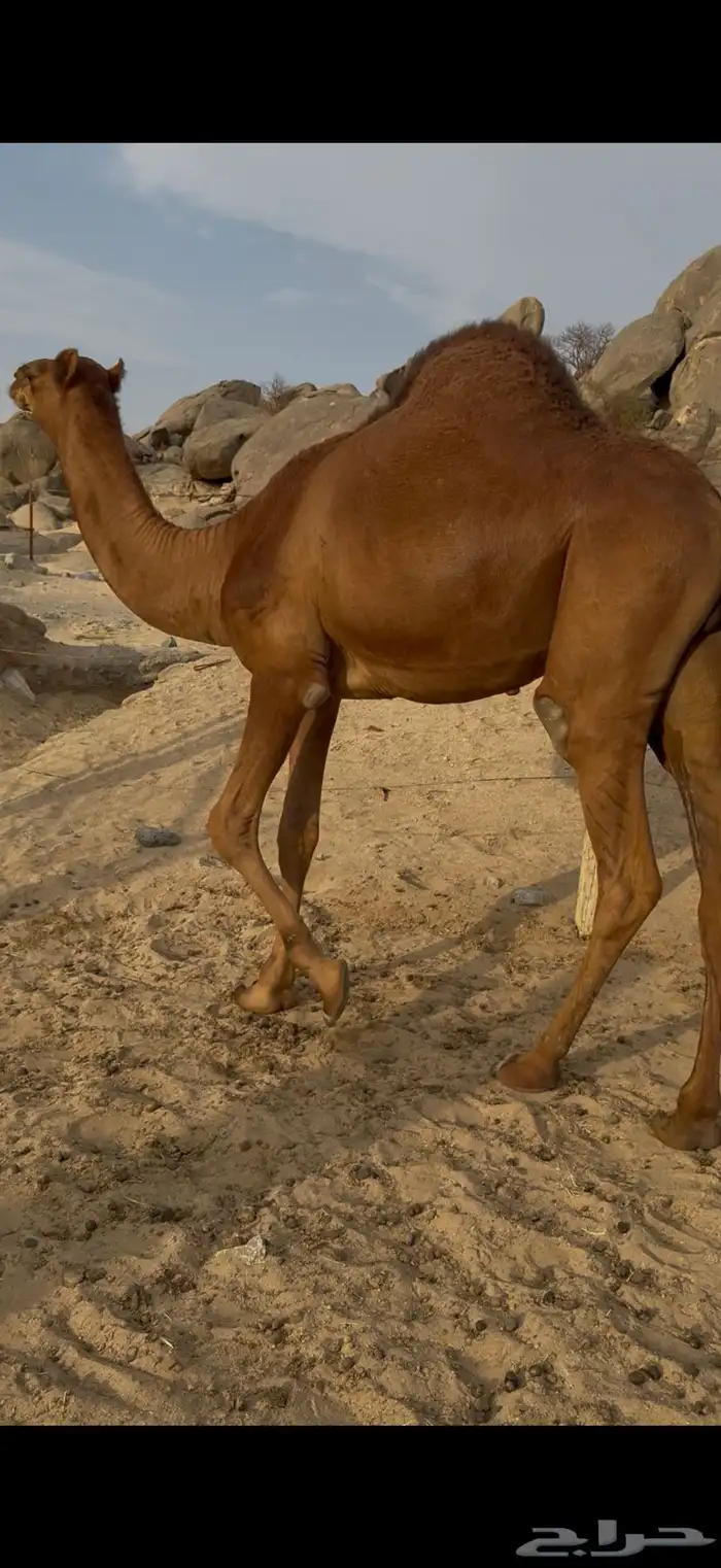 قعود عتودي ساحلي 0