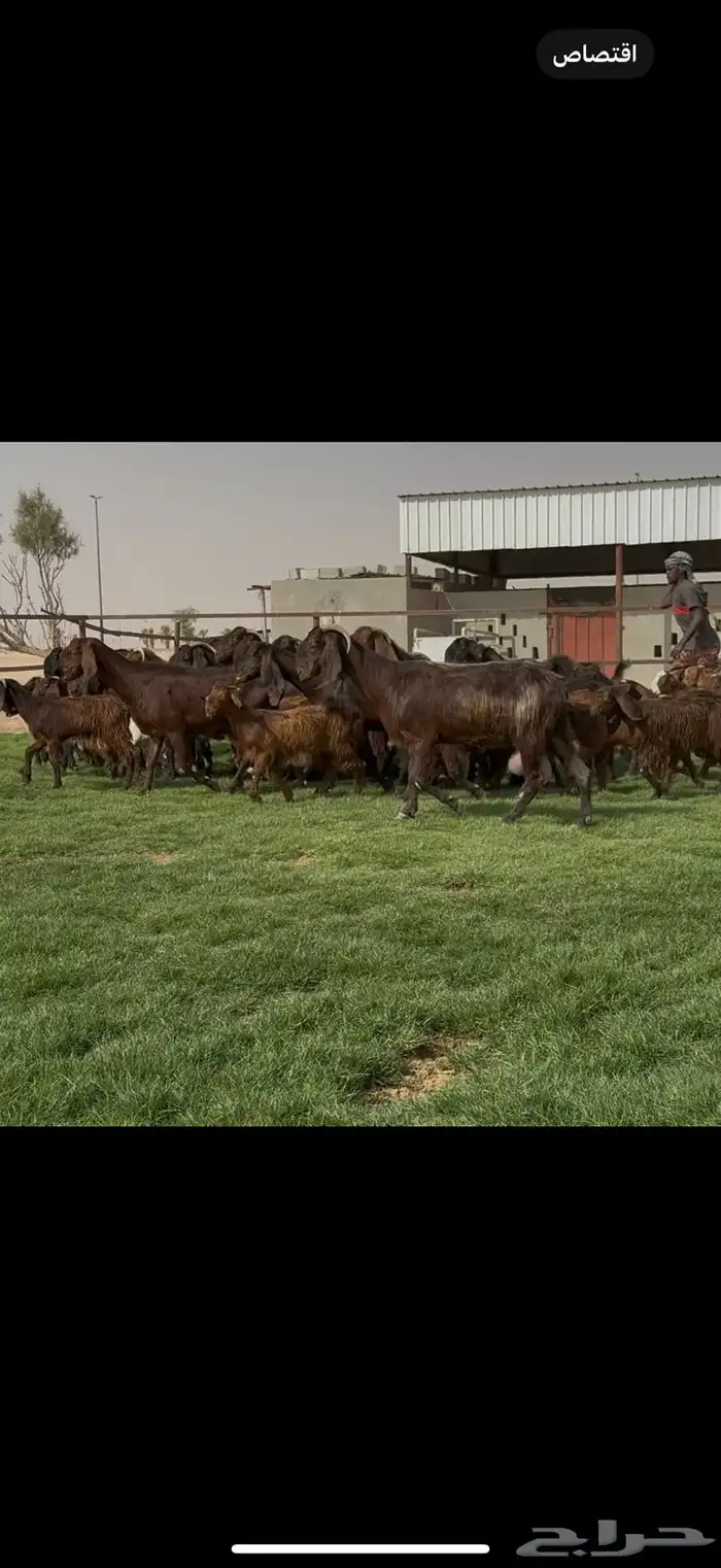 مراح قبرصيات بيور متاويم 20 يتبعها 40 بناتها كبار 2