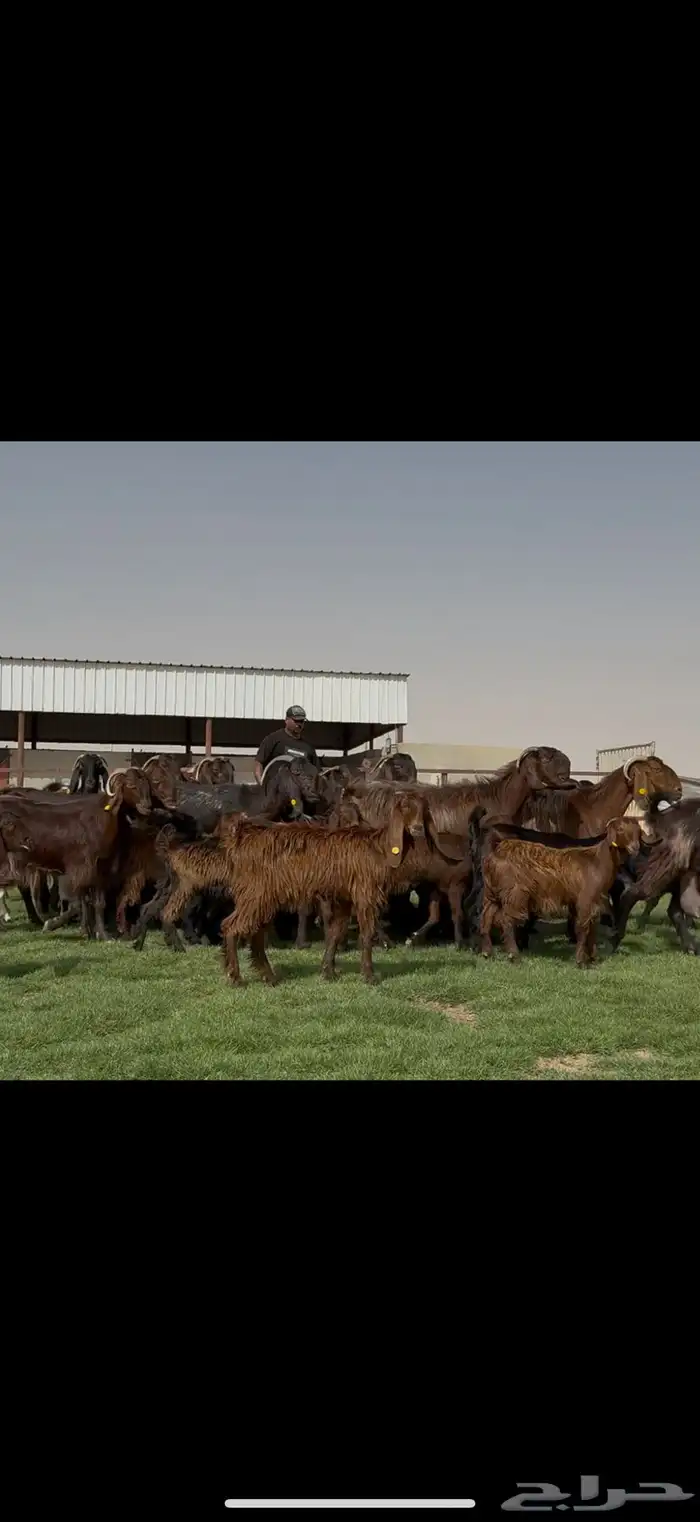 مراح قبرصيات بيور متاويم 20 يتبعها 40 بناتها كبار 5