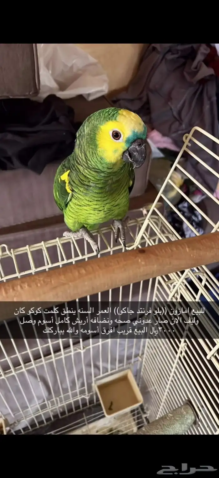 امزوني بلوفرنتد جاكو 2