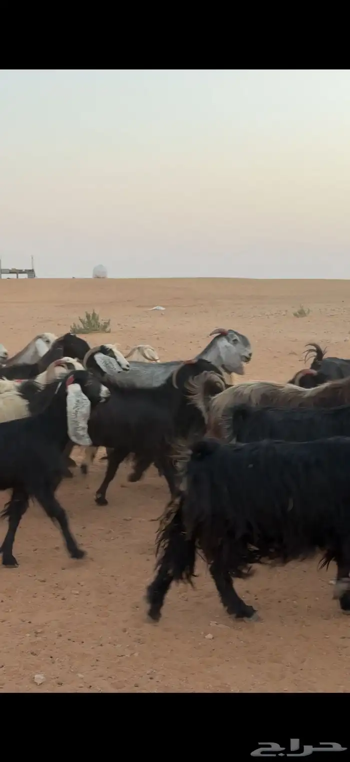 معزا مراح بالمجمعة 6