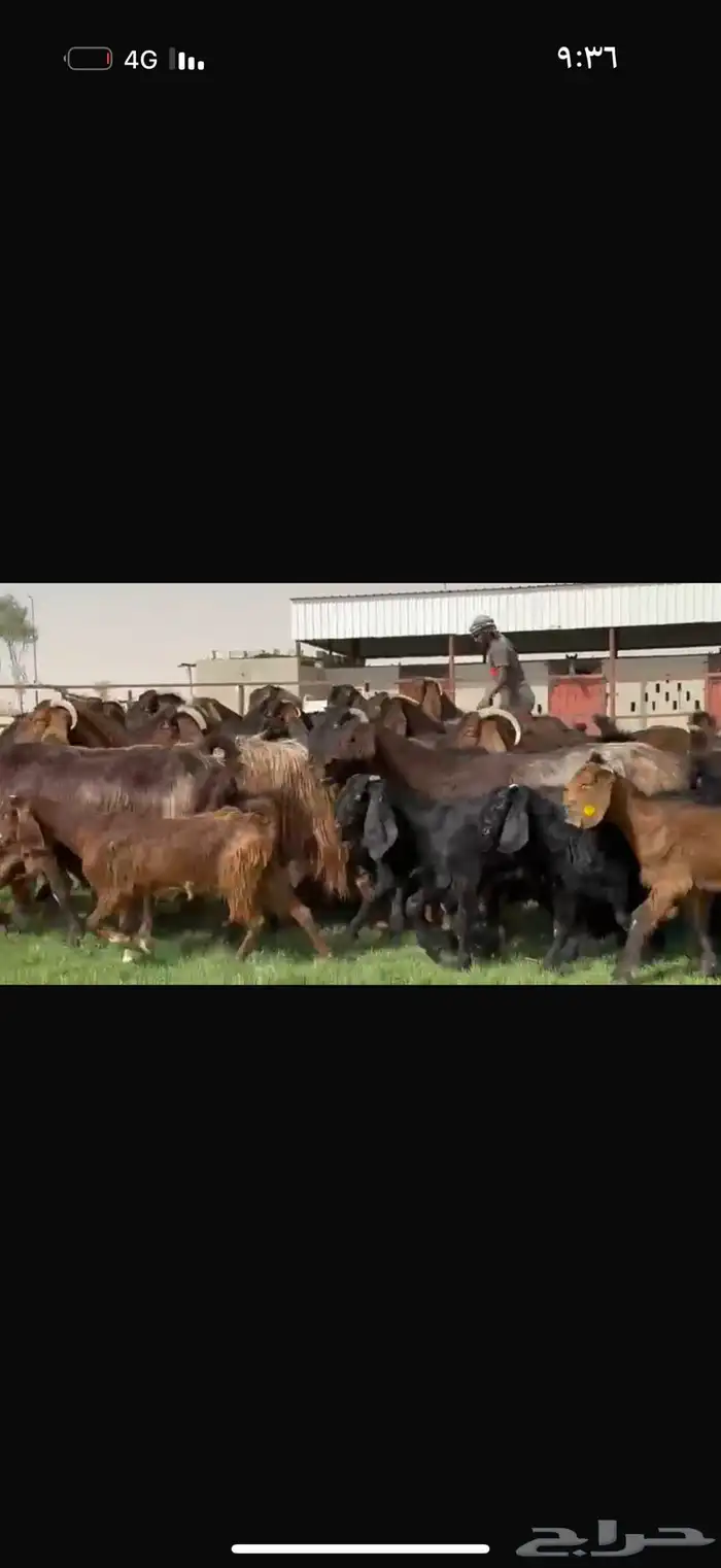 مراح قبرصيات بيور متاويم 20 يتبعها 40 بناتها كبار 10