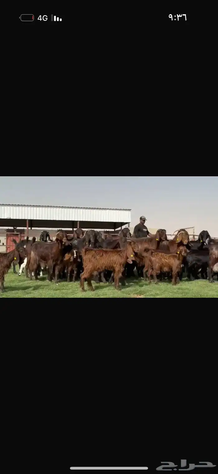 مراح قبرصيات بيور متاويم 20 يتبعها 40 بناتها كبار 8