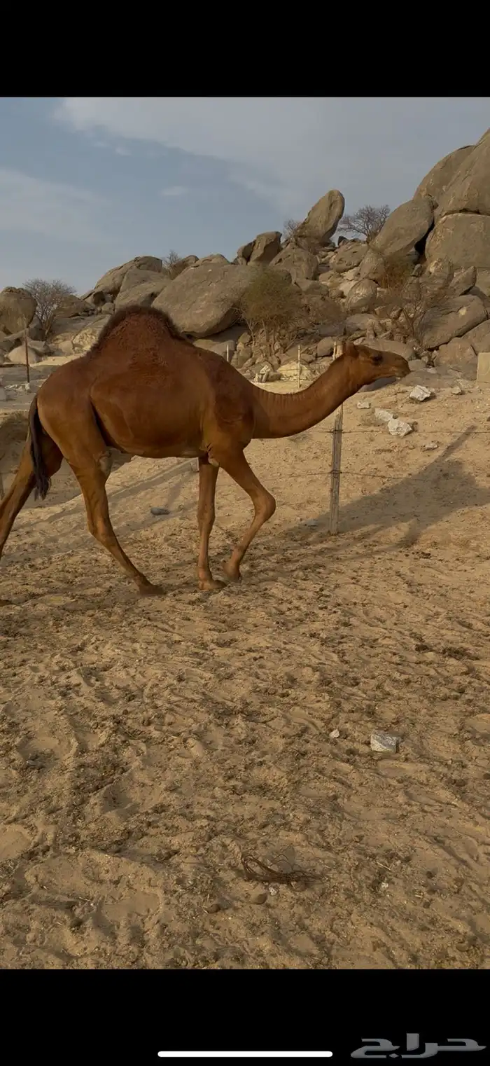 قعود عتودي ساحلي 2