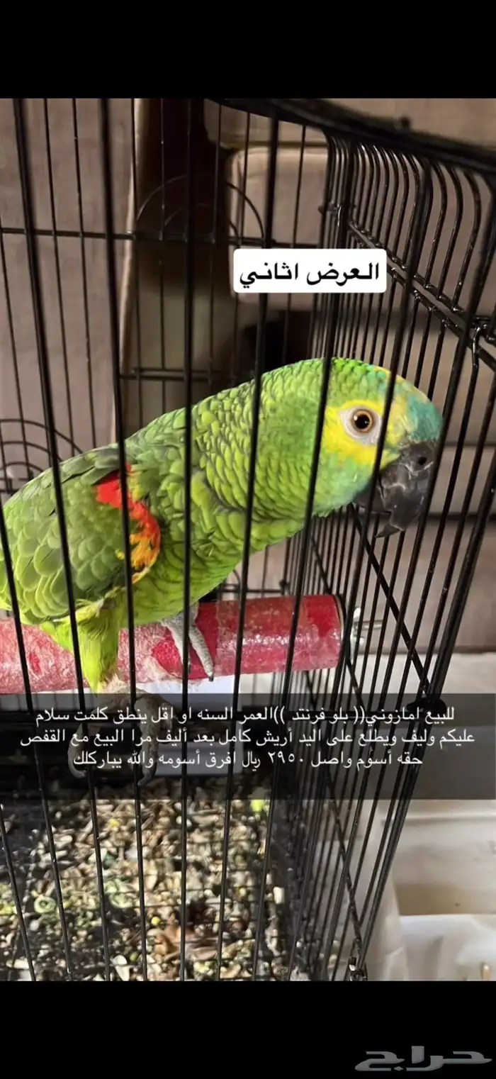 امزوني بلوفرنتد جاكو 3