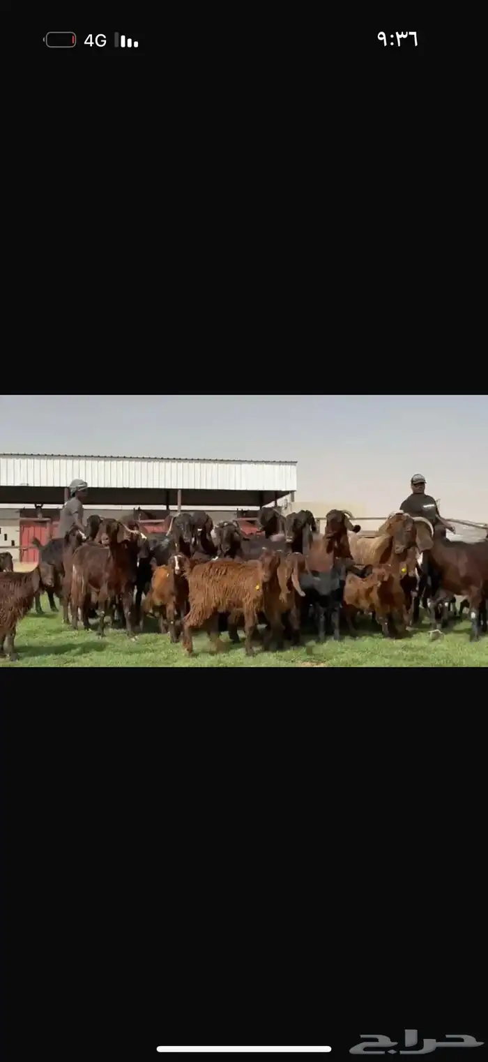 مراح قبرصيات بيور متاويم 20 يتبعها 40 بناتها كبار 7