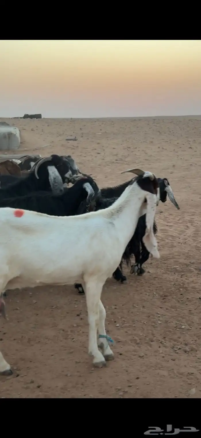 معزا مراح بالمجمعة 3