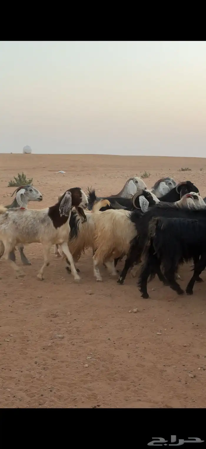 معزا مراح بالمجمعة 7