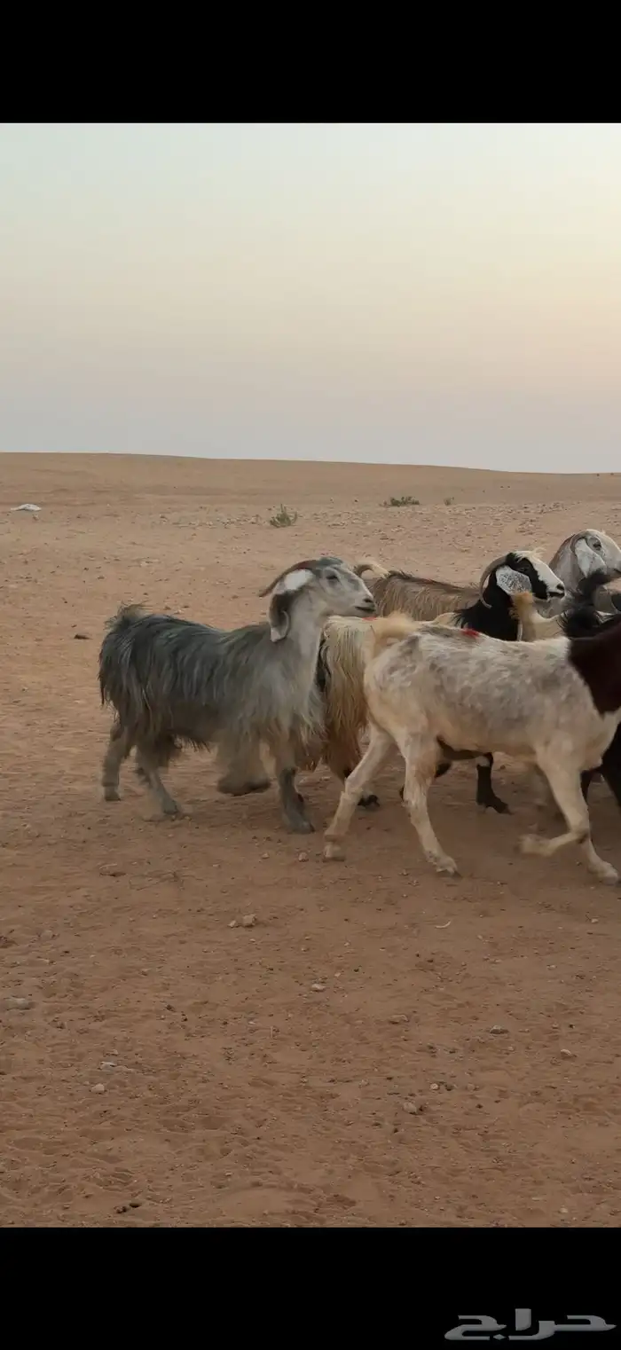 معزا مراح بالمجمعة 4
