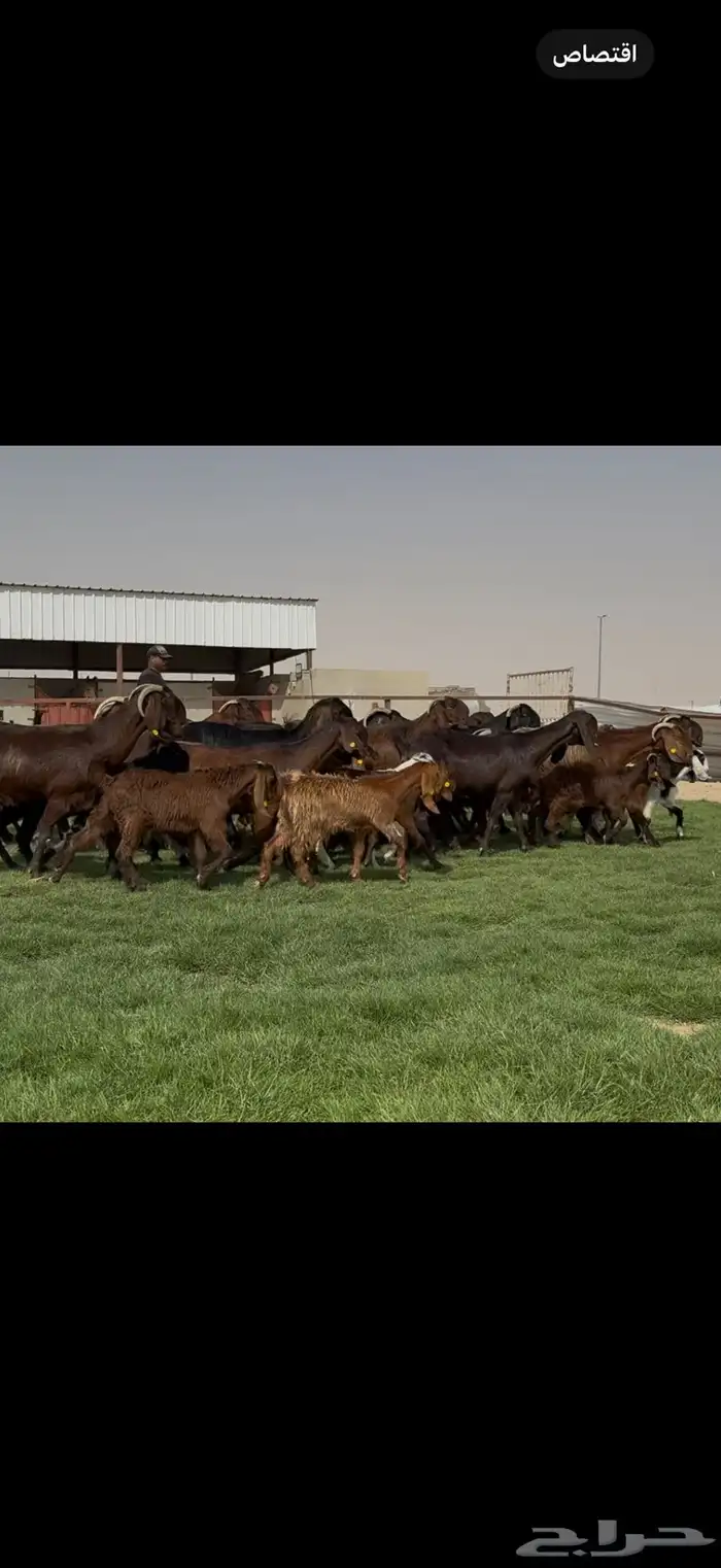 مراح قبرصيات بيور متاويم 20 يتبعها 40 بناتها كبار 0