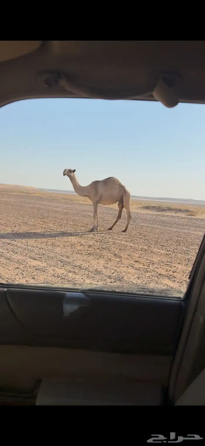 شعلا خفوت 1