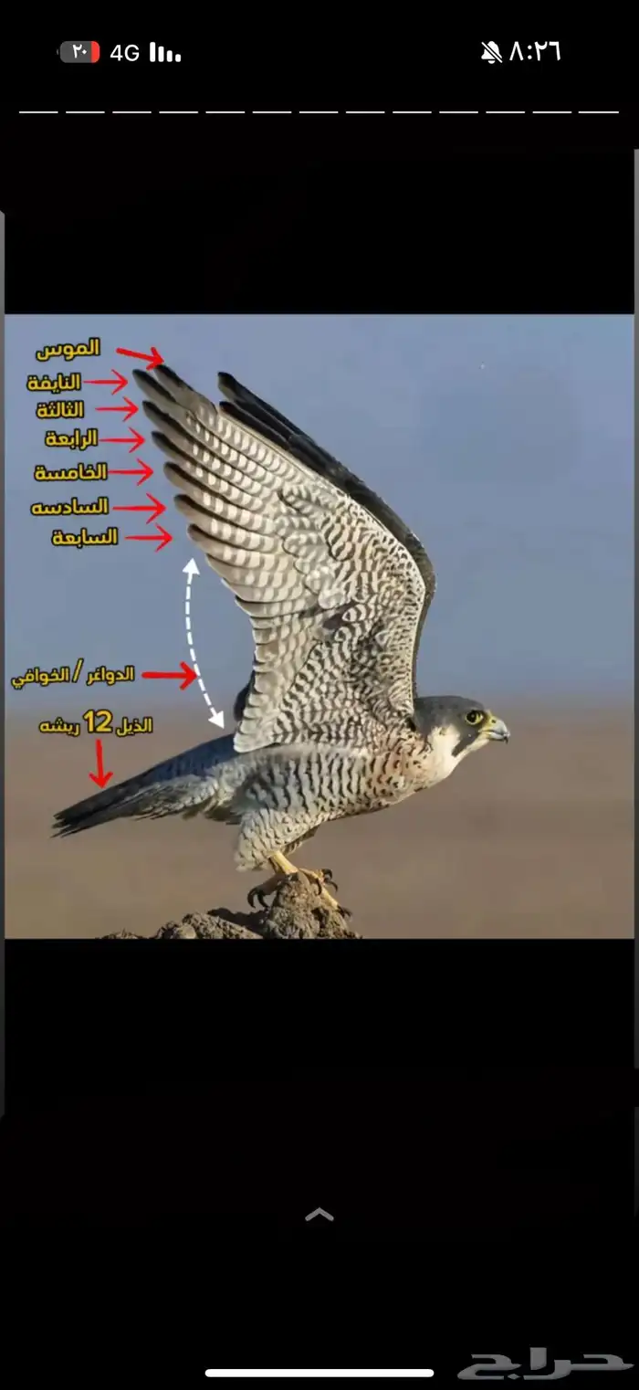 مطلوببب باشق شبوط جليميه مارلين 0