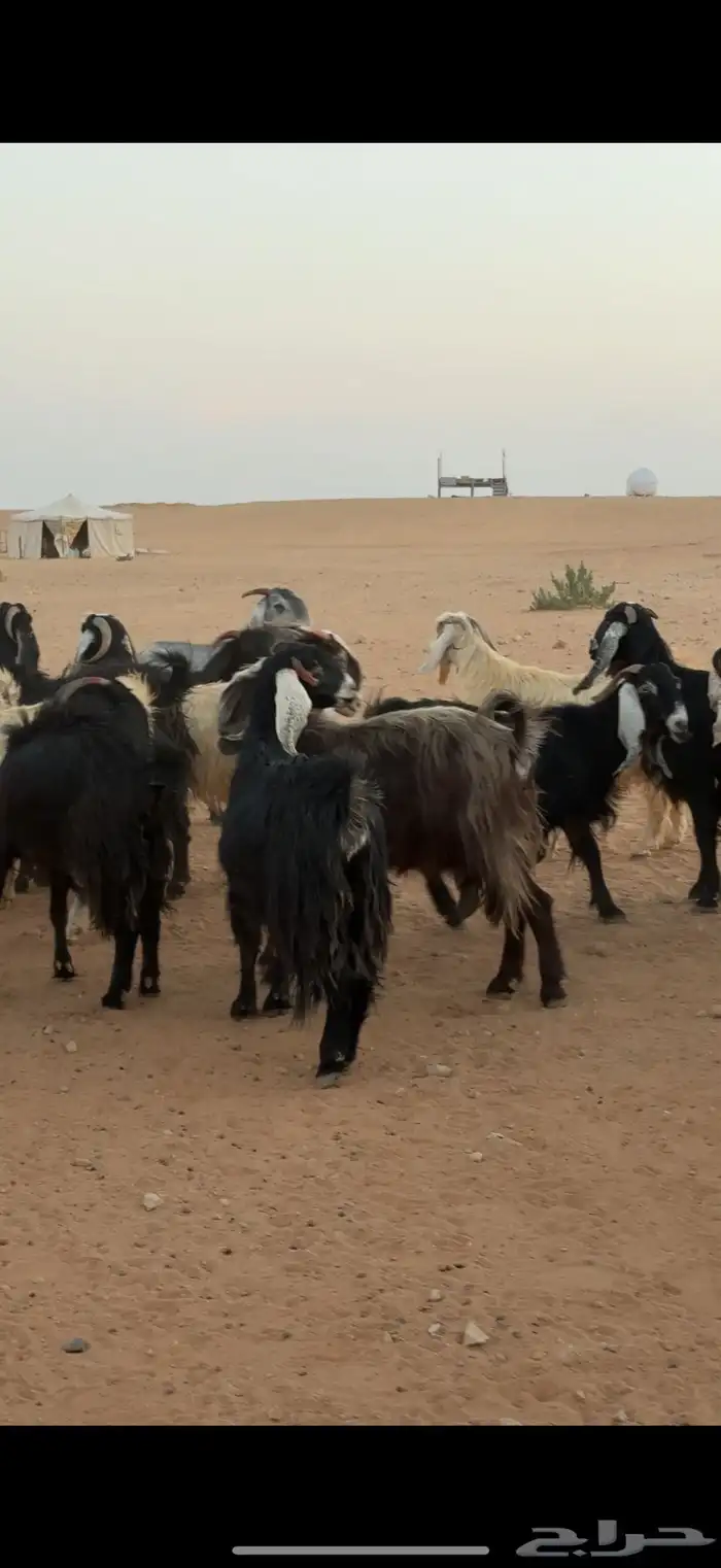 معزا مراح بالمجمعة 5