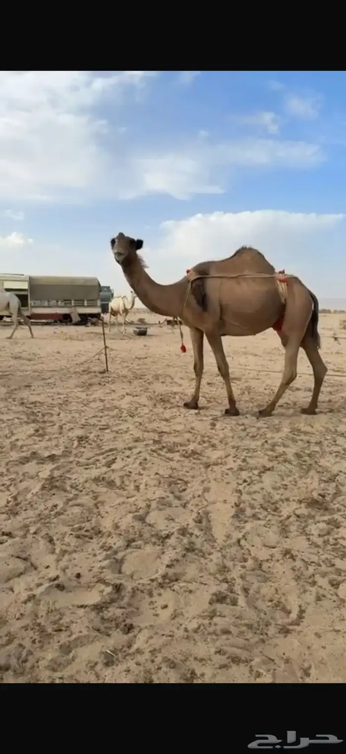 ابل للبيع 0