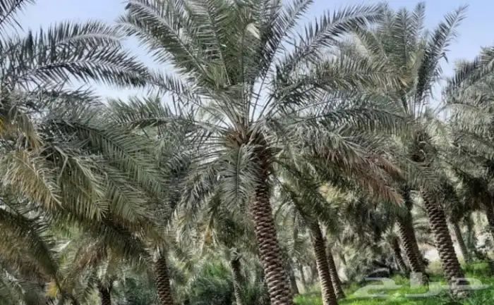 يوجد تمر خلاص الاحساء بالعذوق نخل موقع البطالية 0