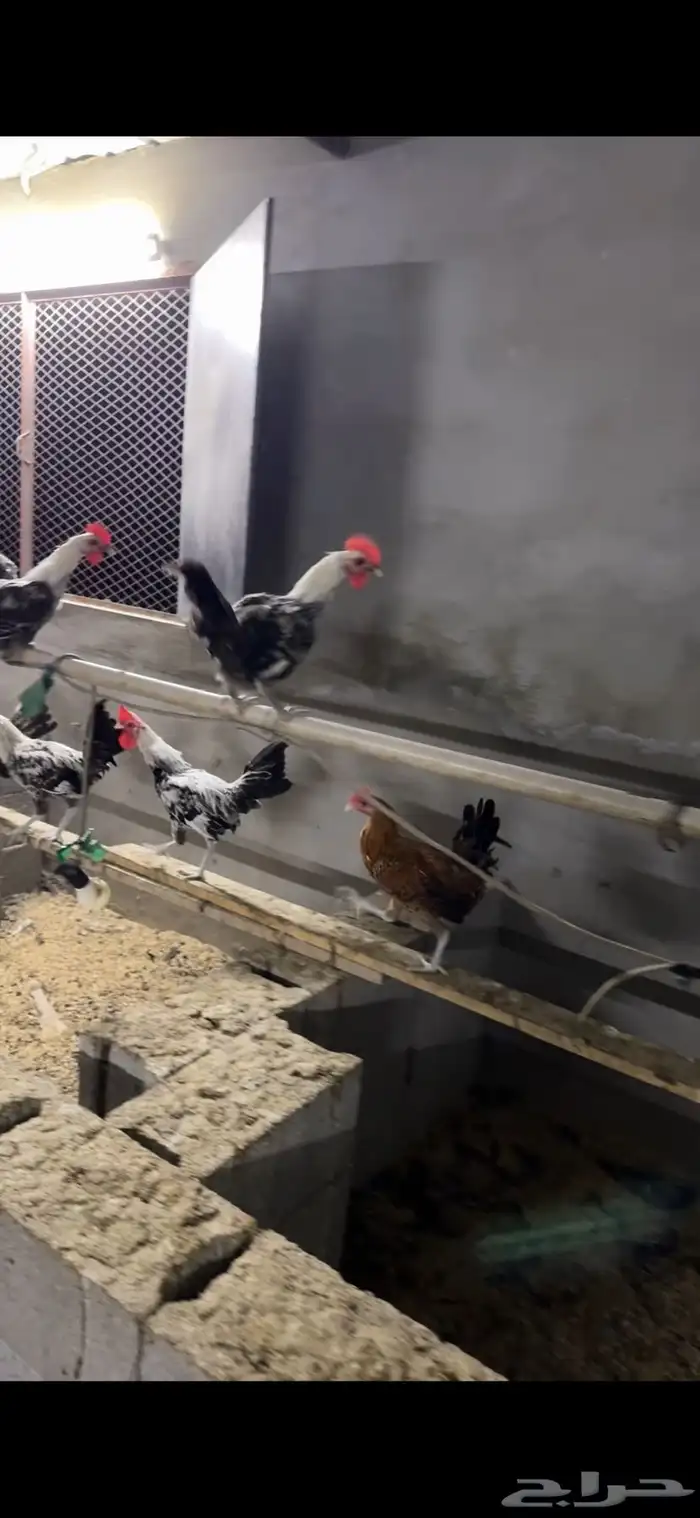 دجاج بلدي ديوك 2