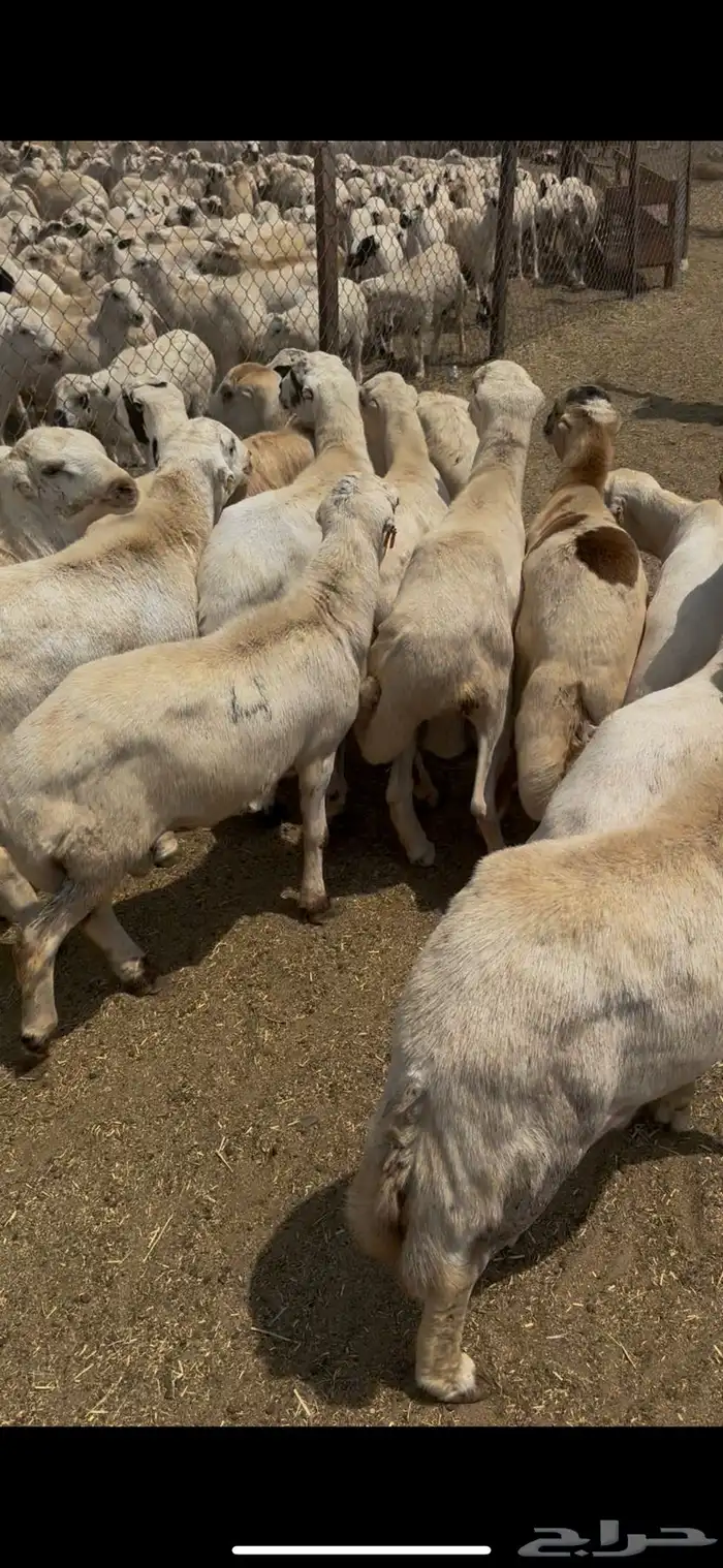 خرفان يمنيه مربيه شرط سمان فل 3