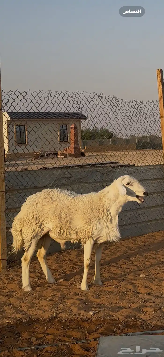 خروف فحل حري الخرج تم البيع 3
