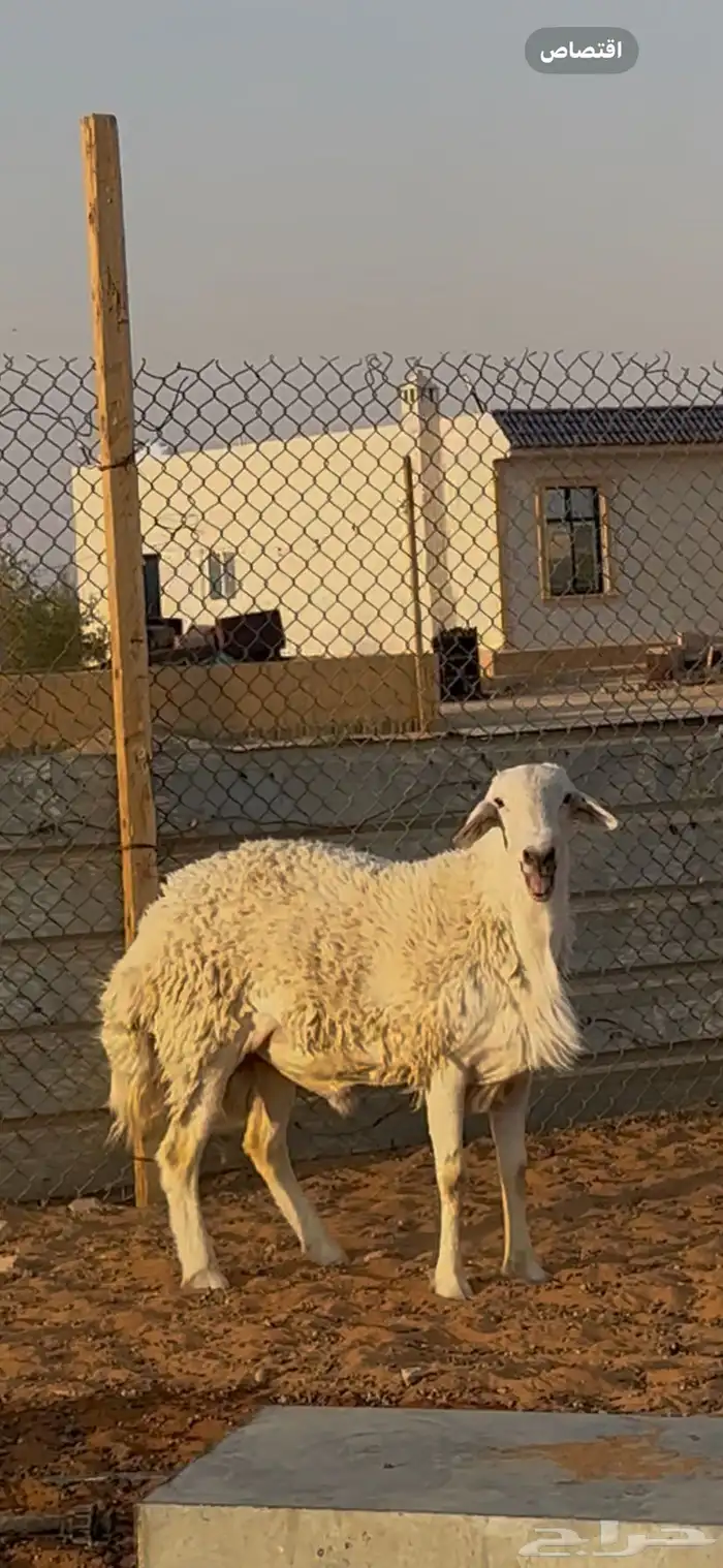 خروف فحل حري الخرج تم البيع 4