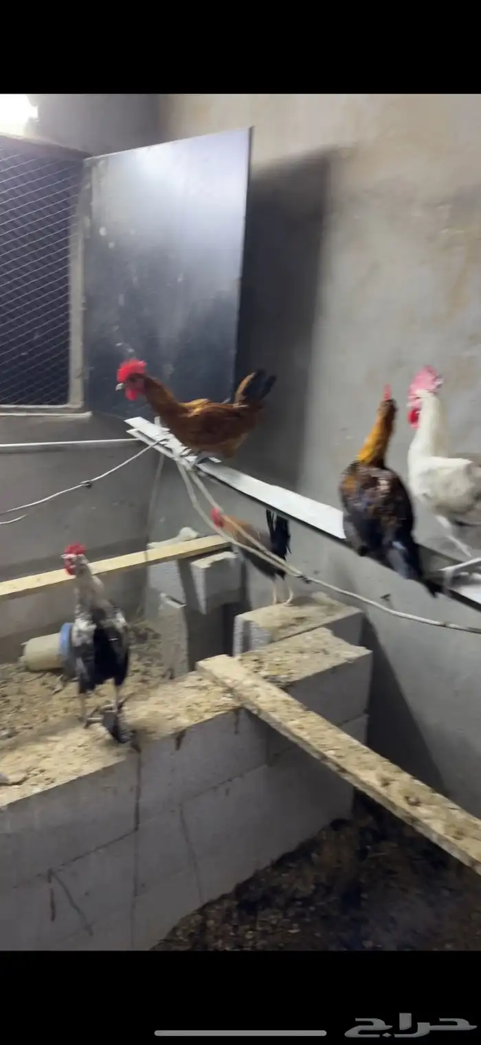 دجاج بلدي ديوك 4