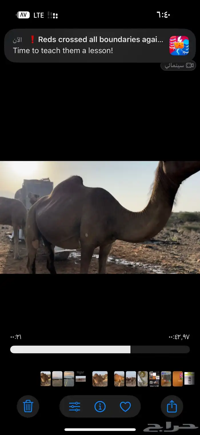 ابل للبيع 11 7