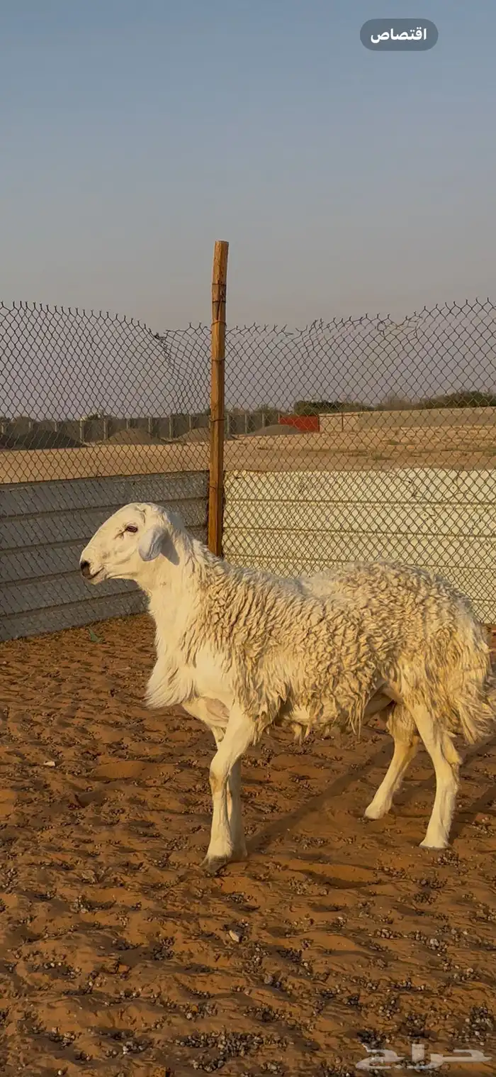 خروف فحل حري الخرج تم البيع 5