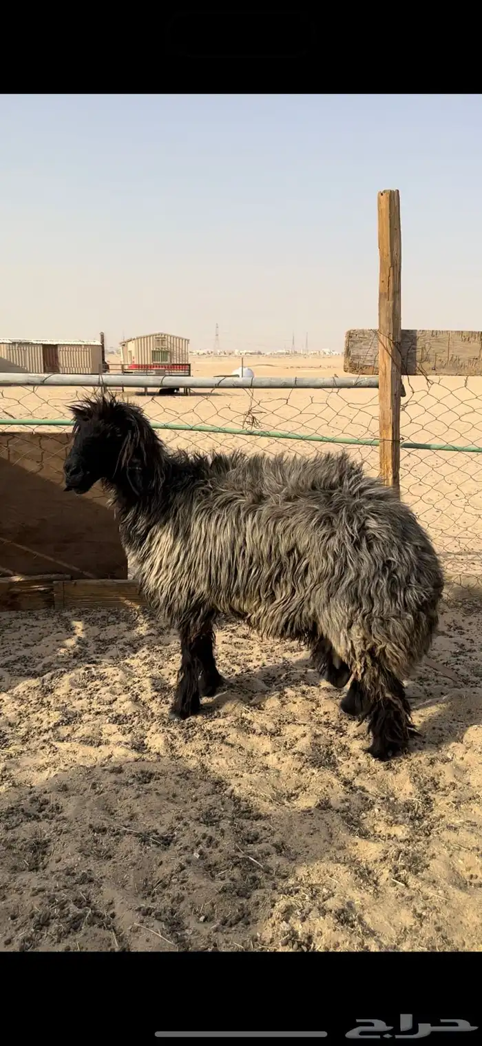 نعجه طيبه 0