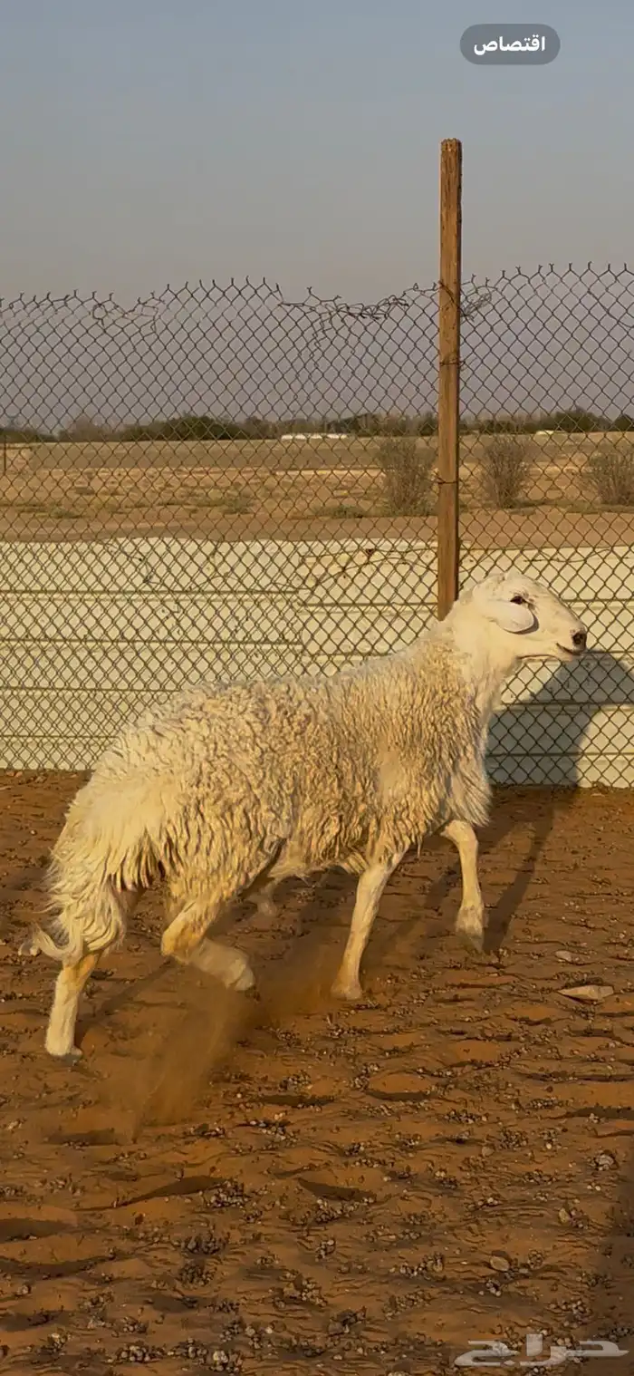 خروف فحل حري الخرج تم البيع 0
