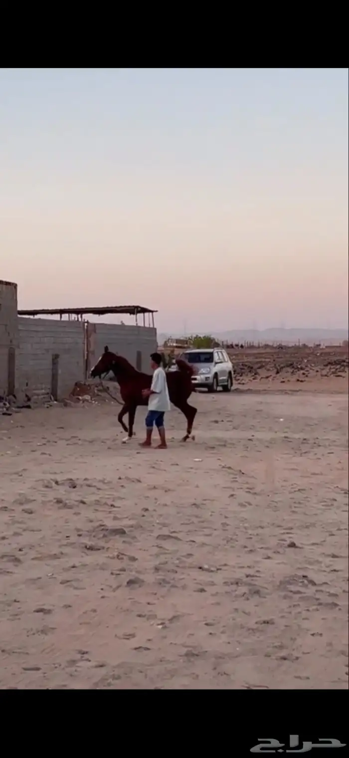 مهره العمر سنه ونص شعبيه 0