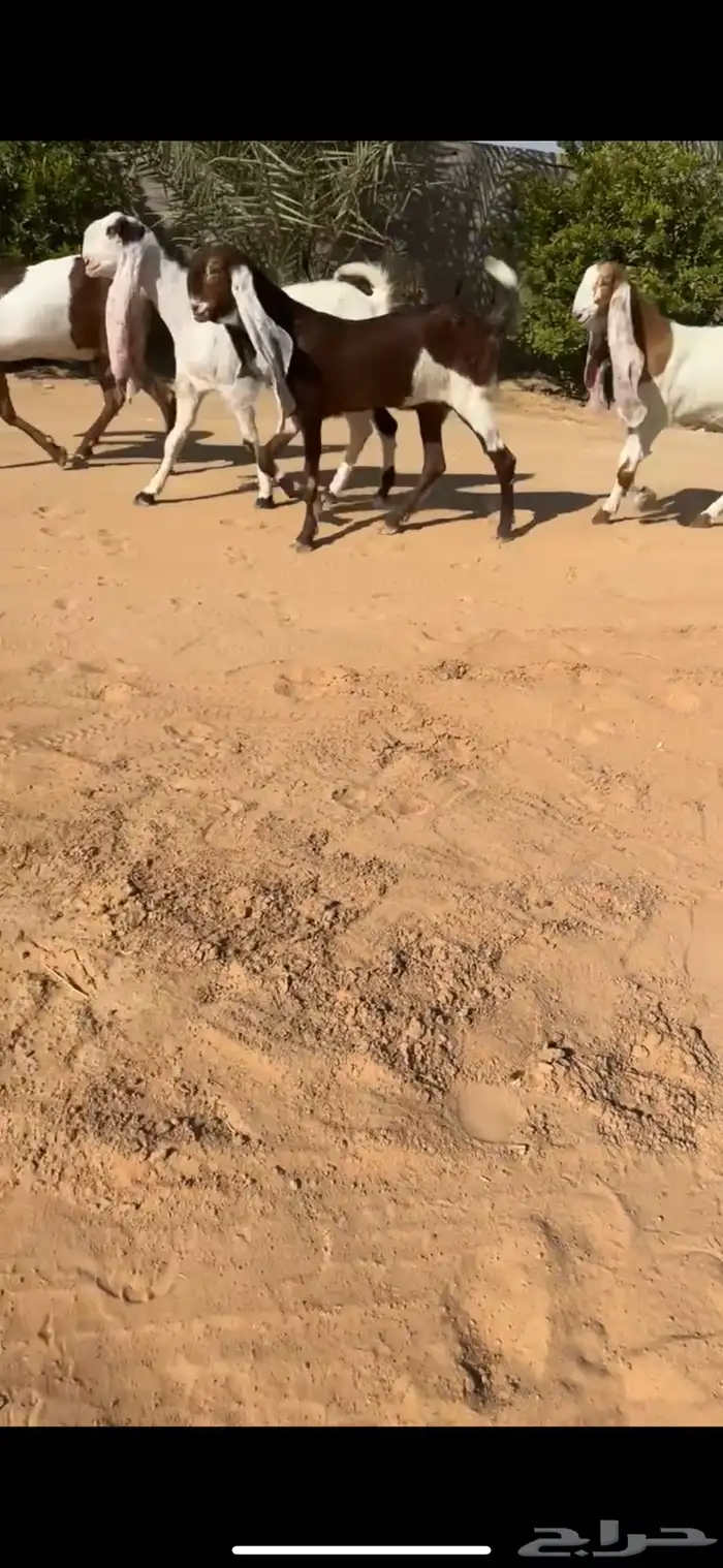 جفار هولنديات ( تم البيع ) 0