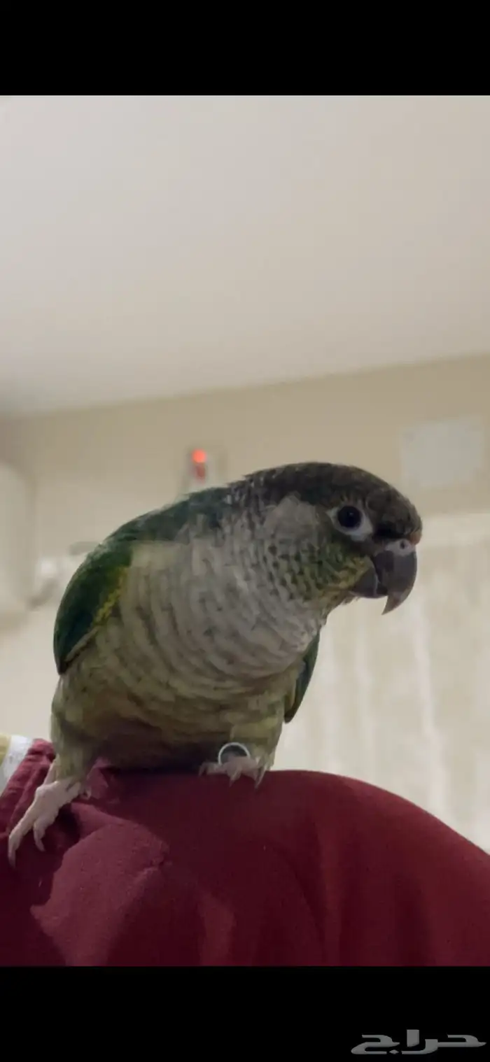 ببغاء كنيور 1