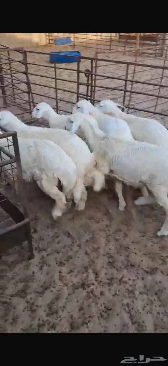 للبيع بهم حري جذعان وهرافى 2