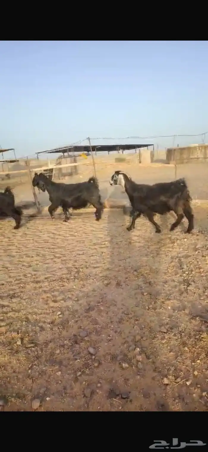 معزاى عوارض طيبه ودفيع 1