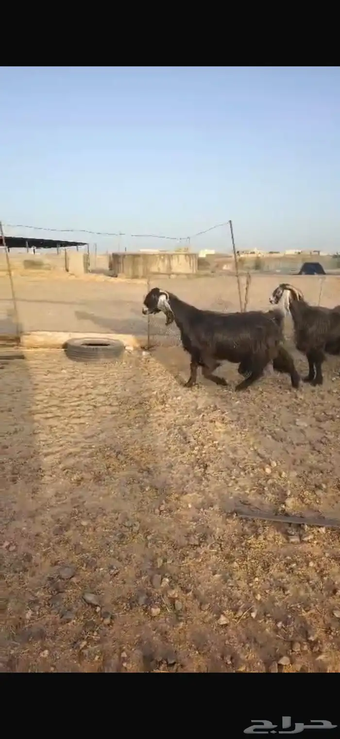 معزاى عوارض طيبه ودفيع 0