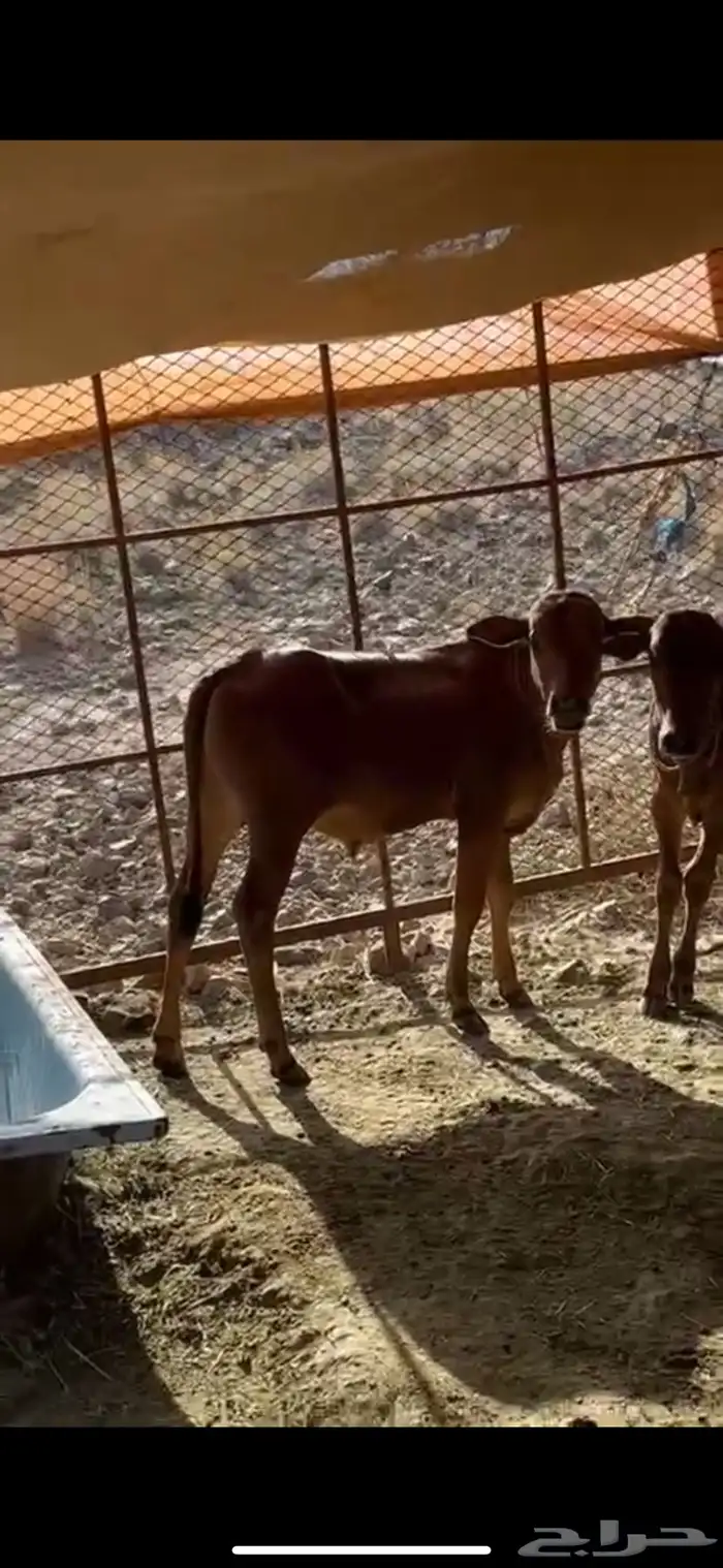 حسيل العمر 7 شهور 0