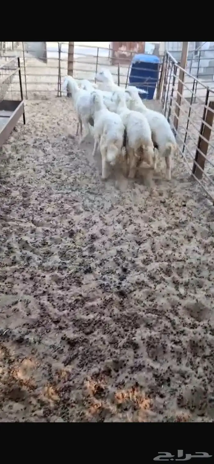 للبيع بهم حري جذعان وهرافى 3