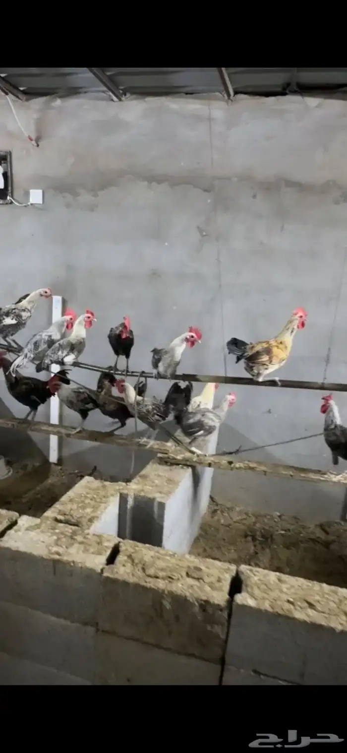 دجاج بلدي ديوك 0