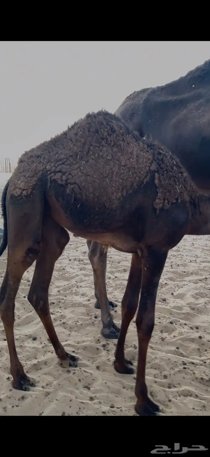 قعود وبكره قصب فل الفل 0